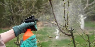 OVIM prskajte VOĆKE već u februaru: NIJEDNA gljivica ili ŠTETOČINA neće imati šanse!