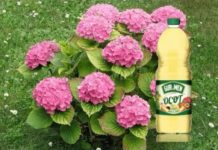 Hortenzije vole sirće i MLJEVENU kafu: Pratite ove savjete tokom sezone i imat ćete 10 puta više cvjetanja!