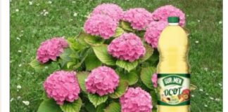 Hortenzije vole sirće i MLJEVENU kafu: Pratite ove savjete tokom sezone i imat ćete 10 puta više cvjetanja!