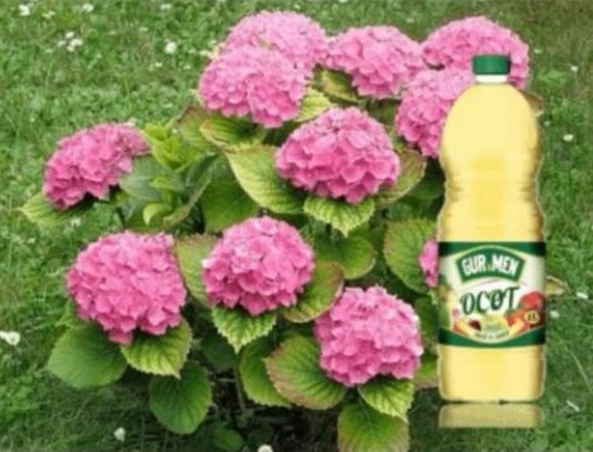 Hortenzije vole sirće i MLJEVENU kafu: Pratite ove savjete tokom sezone i imat ćete 10 puta više cvjetanja!