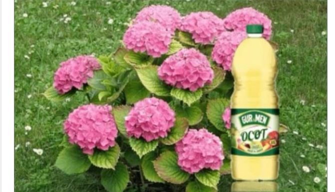 Hortenzije vole sirće i MLJEVENU kafu: Pratite ove savjete tokom sezone i imat ćete 10 puta više cvjetanja!