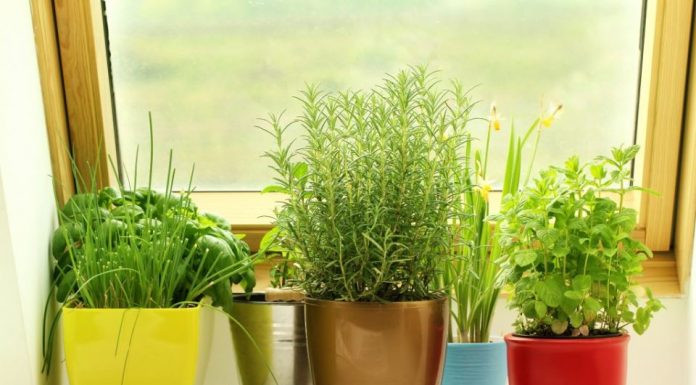 Stavljanjem ove biljke na prozor unosite zdravlje u kuću: Poboljšava rad mozga, donosi mir i smiruje glavobolju
