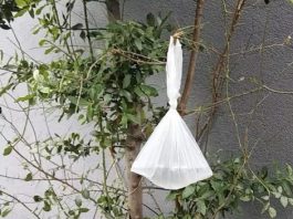 Objesite vrećicu vode na granu i NEĆETE vjerovati što se dogodi