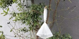 Objesite vrećicu vode na granu i NEĆETE vjerovati što se dogodi