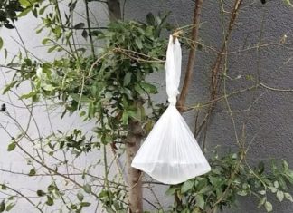 Objesite vrećicu vode na granu i NEĆETE vjerovati što se dogodi