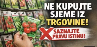 NE KUPUJTE sjeme u trgovinama dok ne saznate OVO! ⛔ Prava istina o šarenim vrećicama.