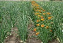 Luka će biti kao u priči, samo ako ovu biljku posadite pored: niste ni svjesni kako će se urod uduplatiti!