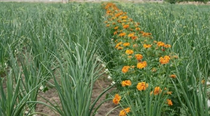 Luka će biti kao u priči, samo ako ovu biljku posadite pored: niste ni svjesni kako će se urod uduplatiti!