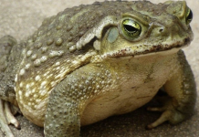 Jeste li znali da žabe krastače dolaze u vašu kuću kada.