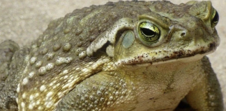 Jeste li znali da žabe krastače dolaze u vašu kuću kada.