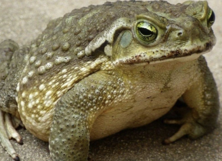 Jeste li znali da žabe krastače dolaze u vašu kuću kada.