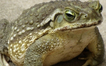 Jeste li znali da žabe krastače dolaze u vašu kuću kada.