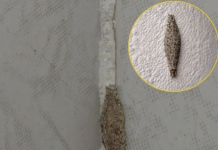 Ako imate ove insekte na zidovima vaše kuće