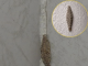 Ako imate ove insekte na zidovima vaše kuće