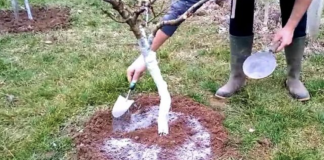 5 stvari koje morate učiniti prije nego voćke procvjetaju za rekordnu berbu..