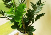 Zovu je biljkom sreće i obilja:Evo šta trebate uraditi sa zamijom kad joj listovi požute