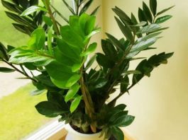 Zovu je biljkom sreće i obilja:Evo šta trebate uraditi sa zamijom kad joj listovi požute