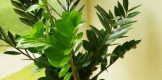 Zovu je biljkom sreće i obilja:Evo šta trebate uraditi sa zamijom kad joj listovi požute