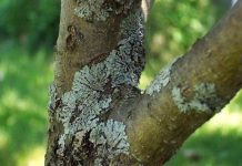 Voćke imaju ovo na svojim granama? EVO šta trebate uraditi!