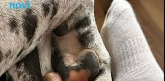 Žena je prije 5 godina dovela kući štene: Danas niko ne može da vjeruje da je to zaista pas