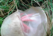 Neobičan nalaz u dvorištu koji je izgledao čudno i širio neprijatan miris — ostavio je snažan utisak na mene.