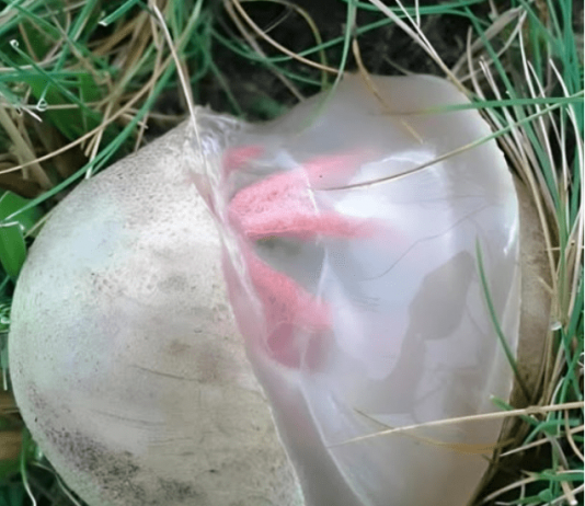 Neobičan nalaz u dvorištu koji je izgledao čudno i širio neprijatan miris — ostavio je snažan utisak na mene.