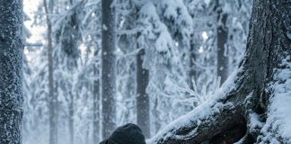 Bogati komšija je prekrstio ruke dok se ulični pas smrzavao, a onda je u snježnoj mećavi taj isti pas tijelom grijao njegovu nestalu kćerku