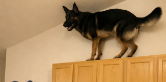 U poslednje vreme moj pas je stalno penjao na gornje kuhinjske ormariće i glasno režao. U početku sam mislila da je poludeo, ali sam na kraju shvatila na šta tačno laje.