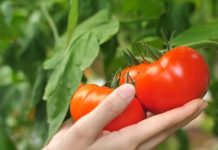 Kada se rasađuje paradajz: Jedan datum u kalendaru je presudan, ako požurite sve će vam istruliti