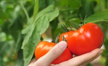 Kada se rasađuje paradajz: Jedan datum u kalendaru je presudan, ako požurite sve će vam istruliti