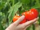 Kada se rasađuje paradajz: Jedan datum u kalendaru je presudan, ako požurite sve će vam istruliti