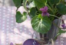 Zašto se za Uskrs farbaju jaja u LJUBIČASTO? Ove prirodne namirnice daju savršene nijanse – od lila do patlidžan boje