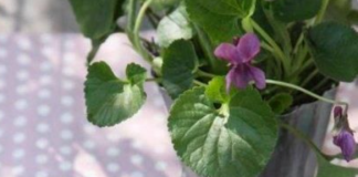 Zašto se za Uskrs farbaju jaja u LJUBIČASTO? Ove prirodne namirnice daju savršene nijanse – od lila do patlidžan boje