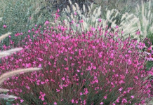 Ovaj cvet preživljava pakao od 40 stepeni i pretvara svako dvorište u raj FOTO