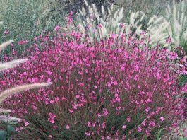 Ovaj cvet preživljava pakao od 40 stepeni i pretvara svako dvorište u raj FOTO