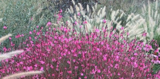 Ovaj cvet preživljava pakao od 40 stepeni i pretvara svako dvorište u raj FOTO