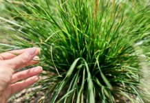 Ujutru ili uveče: Ovo je idealno vrijeme za košenje trave, jedino tako ćete imati najljepši travnjak