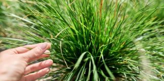 Ujutru ili uveče: Ovo je idealno vrijeme za košenje trave, jedino tako ćete imati najljepši travnjak