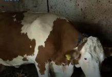 “Ovo se nije ranije desilo”: Čudo potreslo Srbiju: Krava Beba šokirala sve