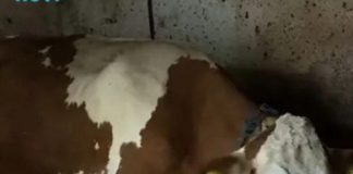 “Ovo se nije ranije desilo”: Čudo potreslo Srbiju: Krava Beba šokirala sve