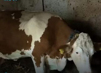 “Ovo se nije ranije desilo”: Čudo potreslo Srbiju: Krava Beba šokirala sve