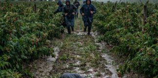 Išao sam da berem maline da skupim novac za majčinu operaciju – a tog dana sam skoro ostao bez svega