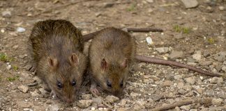 MIŠEVI I PACOVI OD OVOGA BEŽE GLAVOM BEZ OBZIRA! Svi IMATE U KUĆI, dovoljno je SAMO NA VRATA DA STAVITE I NESTAĆE