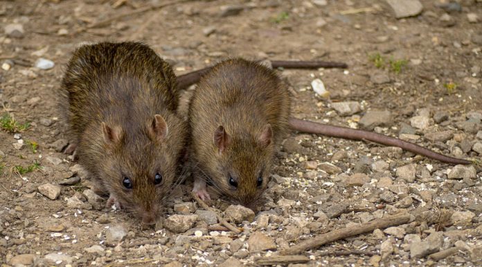 MIŠEVI I PACOVI OD OVOGA BEŽE GLAVOM BEZ OBZIRA! Svi IMATE U KUĆI, dovoljno je SAMO NA VRATA DA STAVITE I NESTAĆE