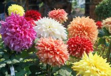 Posadite georgine sada i imaćete raskošne cvetne lopte tokom celog leta i jeseni: 3 važna koraka