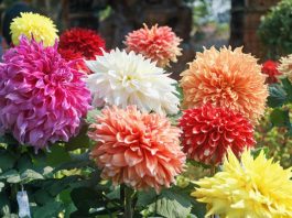 Posadite georgine sada i imaćete raskošne cvetne lopte tokom celog leta i jeseni: 3 važna koraka