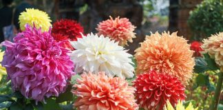 Posadite georgine sada i imaćete raskošne cvetne lopte tokom celog leta i jeseni: 3 važna koraka