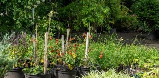 Ne sadite rajčice dok ovo ne pročitate: Ako je odmah pored njih, ova biljka im može uništiti cijeli urod!