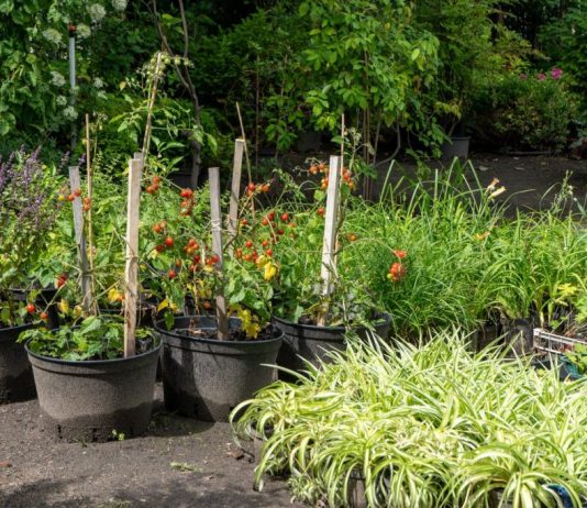 Ne sadite rajčice dok ovo ne pročitate: Ako je odmah pored njih, ova biljka im može uništiti cijeli urod!