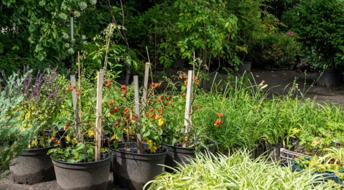 Ne sadite rajčice dok ovo ne pročitate: Ako je odmah pored njih, ova biljka im može uništiti cijeli urod!